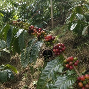 May include: A coffee plant branch featuring clusters of ripening coffee cherries in various stages of development, transitioning from green to yellow and deep red, accompanied by dark green, glossy, pointed leaves on a woody stem.