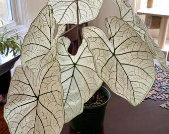 Bulbos de Caladium Cranberry Star / Planta de follaje tropical de hojas vistosas