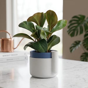 May include: A small green plant with thick, rounded leaves potted in a two-toned container. The planter features a matte white base and a smooth dark blue upper rim, with a cylindrical vertical spout attached to the side for self-watering.