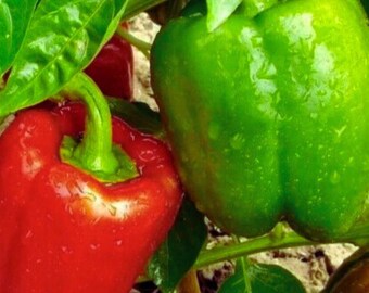 Chinese Giant Bell Pepper , Sweet Pepper  Large Green to Red Peppers, 30+ Seeds