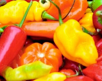 Hot Pepper Mix – Jalapeño & Habanero Chili Pepper for Home Garden 50+ Seeds