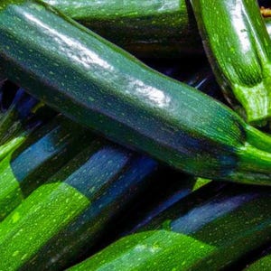 Mörkgrön zucchini – Sommarpumpa av arv för grönsaksträdgård, plantering av 30+ frön
