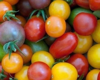 Rainbow Cherry Tomato Mix  | Colorful Cherry Tomatoes for Home Garden 50+ Seeds