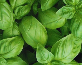 Genovese Sweet Basil ,  Herb for Home Garden, Aromatic Culinary Basil 300+Seeds