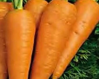 Chantenay Red Cored Carrot | Heirloom Vegetable for Home Garden 1000+ Seeds