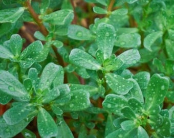 Green Purslane (Portulaca oleracea sativa) – Heirloom Herb & Edible Garden 1000+ Seeds