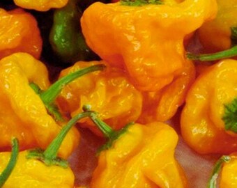 Yellow Scotch Bonnet Hot Pepper , Spicy Heirloom Pepper for Home Garden  20+ Seeds