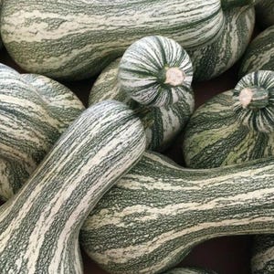 Grönrandig Cushaw-pumpa – Heirloom Winter Squash-frön för hemmaträdgård Plantering av 10+ frön