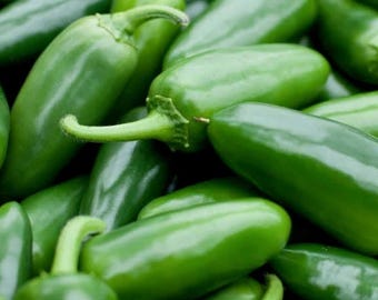 Jalapeño M Pepper | Spicy Mexican Chili Pepper for Culinary Garden Growing  50+ Seeds