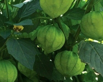 Tomatillo Verde | Green Tomatillo Garden Vegetable for Home Growing 100+ Seeds