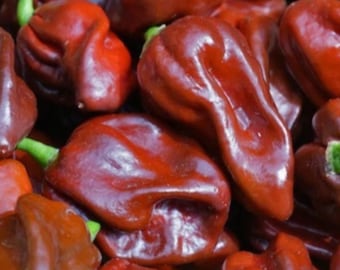 Chocolate Habanero Pepper | Dark Brown Habanero Chili for Home Garden 20+ Seeds