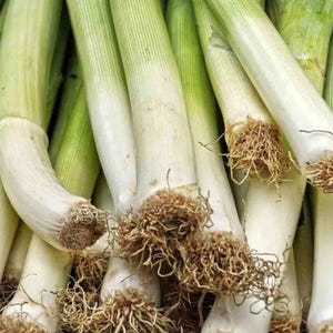 以下が含まれることがあります： 長く円筒形の白い茎が淡い緑色の茎へと変化する新鮮なリーキの束。それぞれのリーキの根元には、密で繊維質な根系があり、野菜の外側の層には目に見える垂直の筋が入っています。