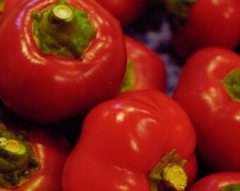 Red Cherry Pepper | Hot Chili Pepper for Home Garden 50+Seeds