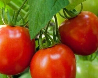 Glacier Tomato | Determinate Early Tomato for Climates | Garden Vegetable 50+ Seeds