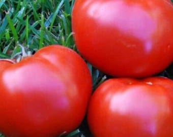 Boxcar Willie Tomato  | Indeterminate Heirloom Tomato | Home Garden Vegetable 50+ Seeds