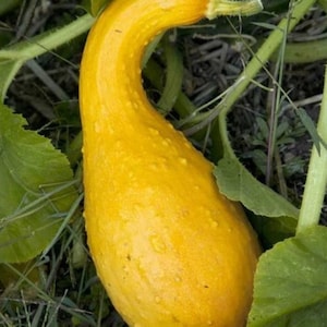 Puede incluir: Una calabaza amarilla de cuello torcido con un cuello curvado y una piel ligeramente rugosa y texturizada. La calabaza está unida a un tallo verde y rodeada de grandes hojas verdes y finas enredaderas fibrosas en un jardín.