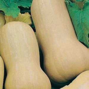 Waltham Butternut Squash | Vinterpumpa från arv för trädgården 20+ frön