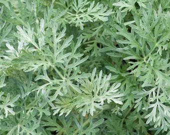 Wormwood Seeds – Perennial Herb for Garden, Ornamental Artemisia Plant 500 Seeds
