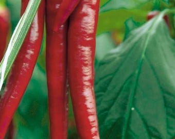 Hot Thai Pepper – Chili Pepper for Vegetable Garden – 30+ Seeds
