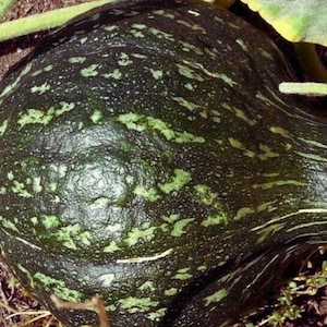 Puede incluir: Una calabaza de invierno de color verde oscuro con forma redondeada y cuello estrecho. La piel presenta un patrón moteado de rayas verde claro y amarillo pálido en toda su superficie, con una textura firme y lisa y variaciones naturales.