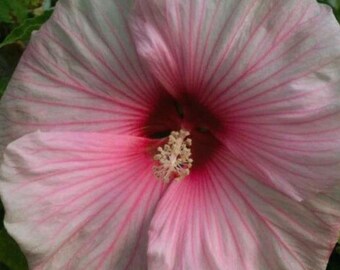Lavatera Trimestris Seeds Mixed Colors | Annual Mallow Flower for Garden Planting 200+ Seeds