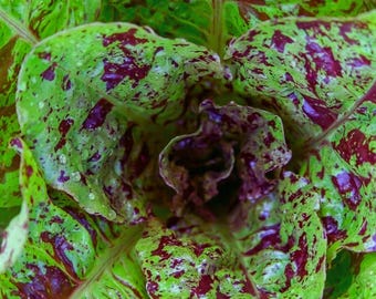 Freckles Romaine Lettuce , Speckled Romaine , Garden Vegetable 1000+ Seeds