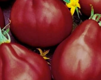 Black Truffle Tomato | Heirloom Dark Tomato Variety for Home Garden 50+ Seeds