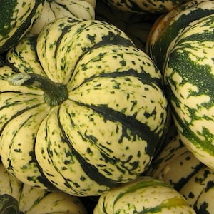 May include: A group of round, ribbed pumpkins featuring a cream-coloured base with dark green, mottled stripes and speckles. Each pumpkin has a short, thick, dark green stem attached to the top, with deep vertical grooves between the segments.