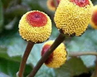 Toothache Plant (Paracress) – Annual Herb Garden , Unique Pollinator Flower 500 Seeds