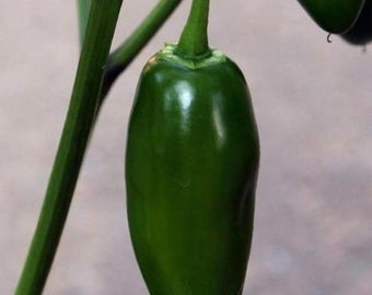 Early Jalapeno Peppers, Hot Spicy Chili Pepper, Vegetable Garden  , 50+ Seed