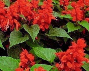 Scarlet Sage | Salvia Coccinea Flower Seeds | Red Blooming Garden Flowers |  200+ Seeds