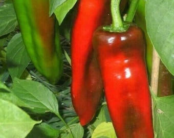 Marconi Sweet Pepper ,  Rare Home Garden, Vegetable Garden 30+ Seeds,