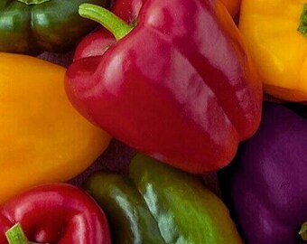 Rainbow Bell Pepper Mix, Color  Red Orange Purple Yellow White Garden 30+ Seeds