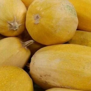 May include: A collection of multiple yellow spaghetti squash with smooth, firm rinds. The squash vary in shape from round to oblong, each featuring a small, woody stem at one end. The surfaces are a consistent pale yellow colour with subtle texture.