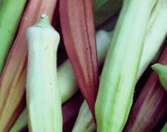 Rainbow Okra Mix 30+ Seeds | Colorful Summer Vegetable Garden Seeds