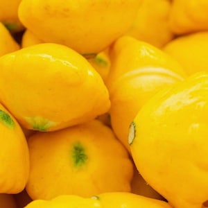 Op de afbeelding: Een verzameling felgele patisson-pompoenen, ook wel bekend als ufo-pompoenen. Elke pompoen heeft een kenmerkende platte, ronde vorm met geschulpte randen en een gladde, stevige schil. De gele kleur is consistent over alle exemplaren aanwezig.