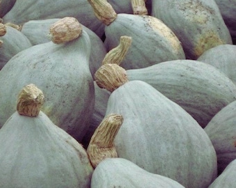 Blue Hubbard Winter Squash Seeds –for Home Vegetable Garden  10+ Seeds