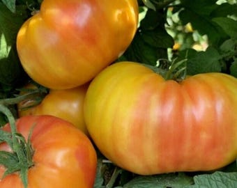 Hillbilly Tomato | Large Beefsteak Tomato for Home Garden 50+Seeds