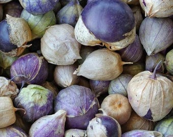 Purple Tomatillo | Rare Purple Garden Vegetable | Physalis ixocarpa  50+Seeds