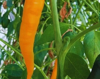 Orange Cayenne Pepper , Hot Chili Pepper, Heirloom Garden Vegetable 30+ Seeds