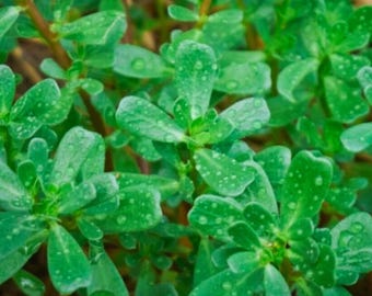 Green Purslane – Portulaca oleracea sativa Heirloom Herb & Edible Garden 1000+ Seeds