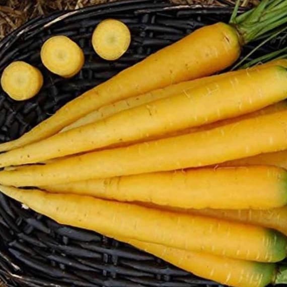 Yellow Carrot – Heirloom Root Vegetable for Home Garden Planting 500+ Seeds