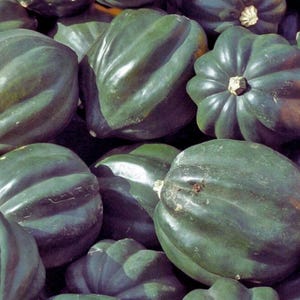 Puede incluir: Una colección de calabazas bellota de color verde oscuro con profundas crestas longitudinales y piel firme y lisa. Cada calabaza presenta una forma redondeada distintiva con una pequeña base de tallo de color claro visible en la parte superior.