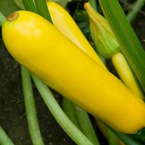 Puede incluir: Una calabaza de verano de color amarillo brillante con un cuerpo liso y cilíndrico y un pequeño tallo marrón, que crece entre tallos y hojas verdes. También se observan una segunda calabaza amarilla parcialmente visible y un capullo floral.