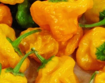 Jamaican Yellow Mushroom Hot , Rare Yellow Chili Pepper for Home Garden , 30+ Seeds