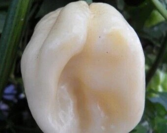 White Habanero Pepper , Hot Chili Pepper Variety, Garden Vegetable 30+ Seeds
