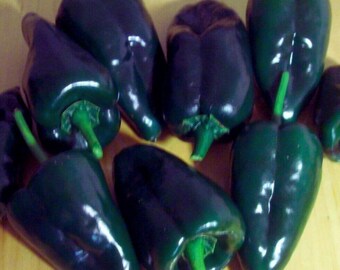 Poblano Pepper | Mild Chili Pepper for Home Garden Growing 30+ Seeds