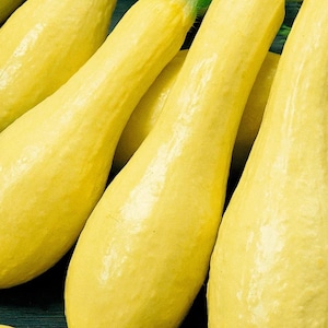 Tidig produktiv rakhalsad sommarsquash – Heirloom Yellow Vegetable Garden 30+ frön