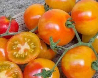 Isis Candy Cherry Tomato -Sweet Colorful Cherry Tomatoes for Home Garden Planting 50+ Seeds