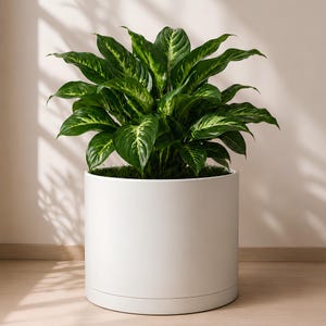 May include: A lush Dieffenbachia plant with broad, pointed leaves featuring variegated patterns of dark green and creamy white, potted in a smooth, cylindrical white planter with a clean, minimalist design and a visible base rim.